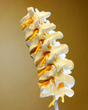 Chiropractic Care of the Spine
